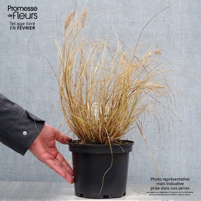 Pennisetum alopecuroïdes Hameln Maceta 3L/4L Ejemplar entregado en invierno