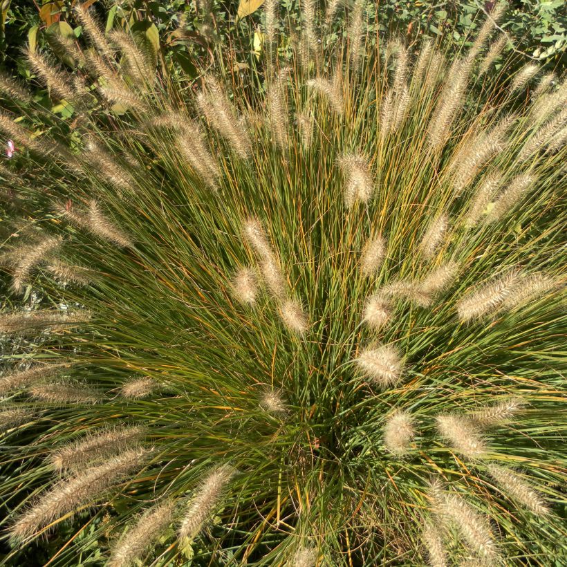 Pennisetum alopecuroïdes Hameln (Porte)