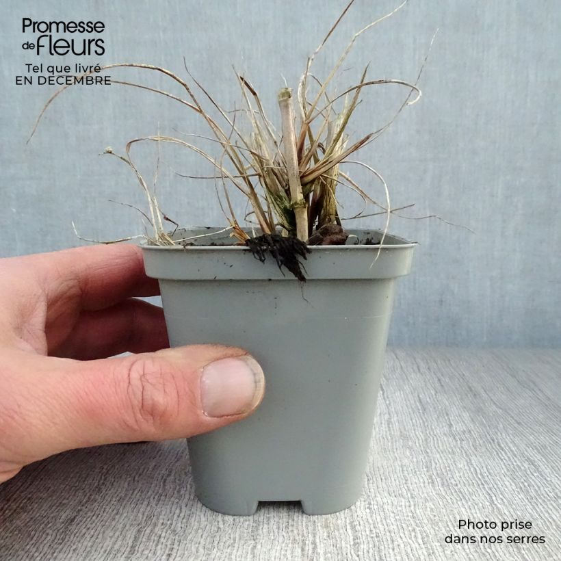 Pennisetum alopecuroïdes Hameln Maceta de 8/9 cm Ejemplar entregado en invierno