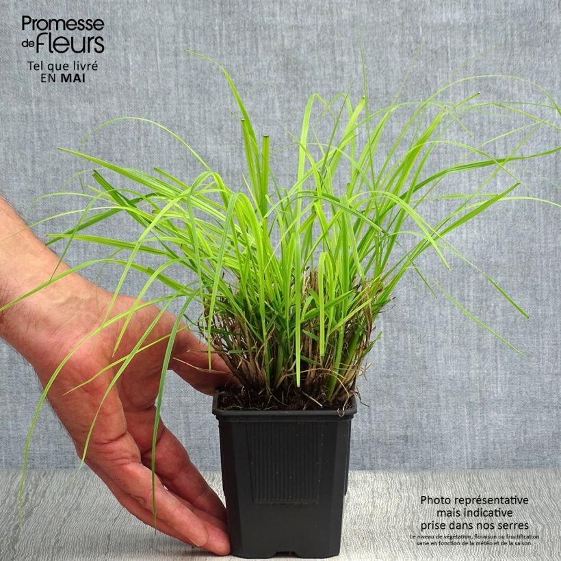 Pennisetum alopecuroïdes Hameln Maceta de 8/9 cm Ejemplar entregado en la primavera