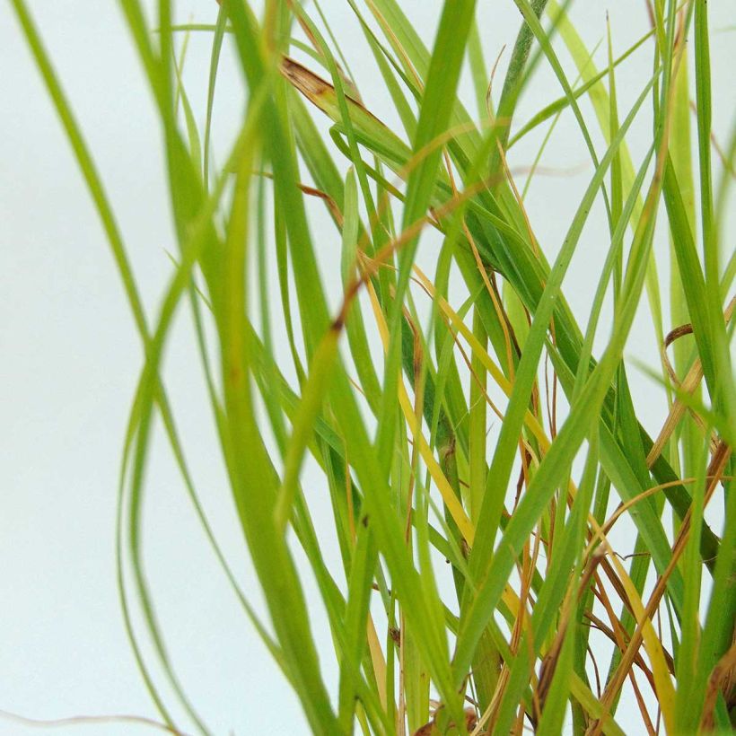 Pennisetum alopecuroïdes Hameln Gold (Follaje)