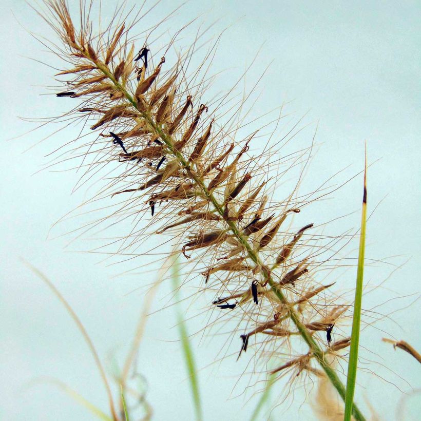 Pennisetum alopecuroïdes Hameln Gold (Floración)