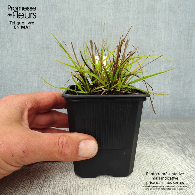 Pennisetum alopecuroïdes Hameln Gold Maceta de 8/9 cm Ejemplar entregado en la primavera