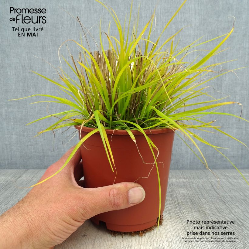 Pennisetum alopecuroïdes Hameln Gold Maceta 1L/1,5L Ejemplar entregado en la primavera