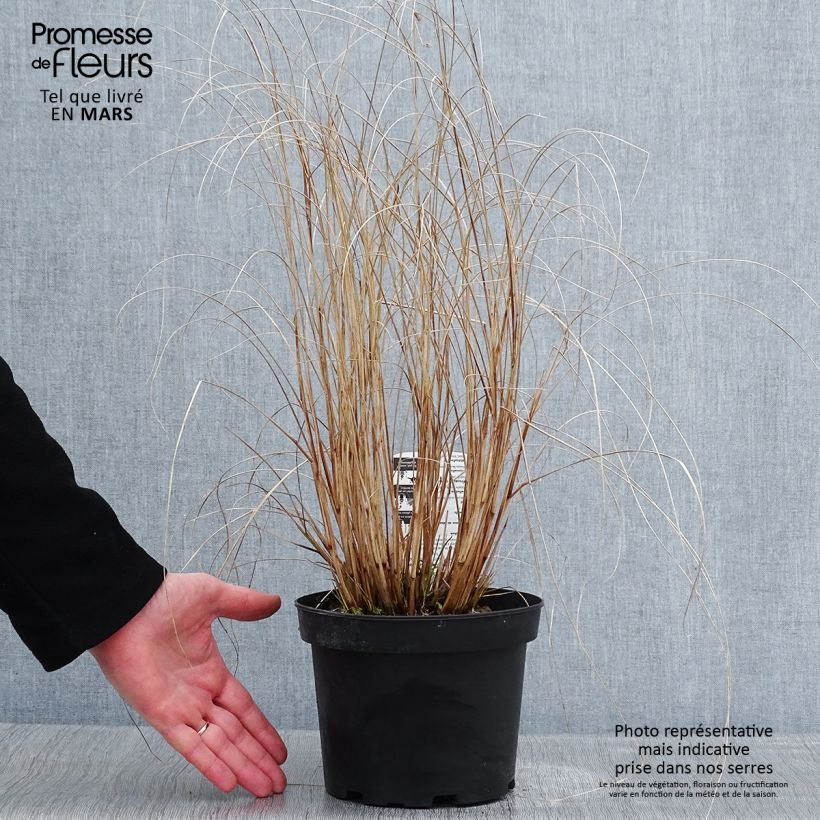 Pennisetum alopecuroïdes Hameln Maceta 2L/3L Ejemplar entregado en invierno