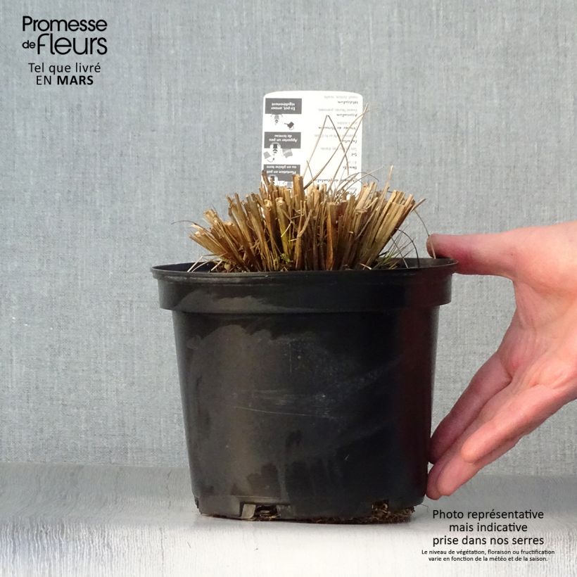 Pennisetum alopecuroïdes Hameln Maceta 2L/3L Ejemplar entregado en la primavera