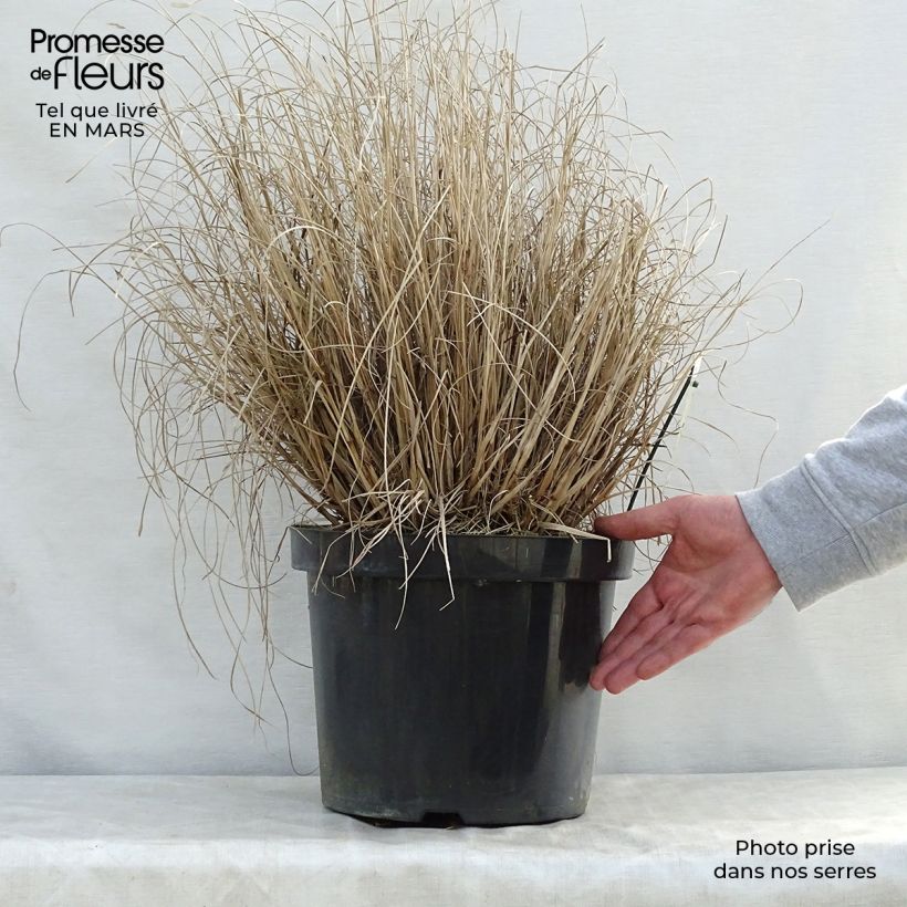 Pennisetum alopecuroïdes Hameln Maceta 7,5L/10L Ejemplar entregado en la primavera