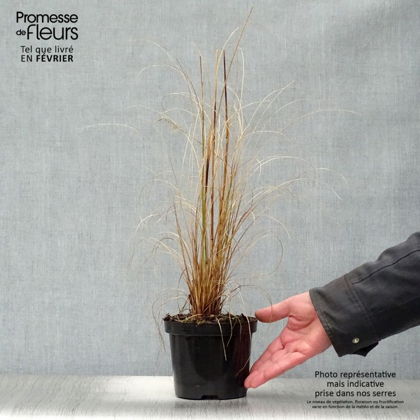 Pennisetum alopecuroïdes Hameln Maceta 1L/1,5L Ejemplar entregado en invierno
