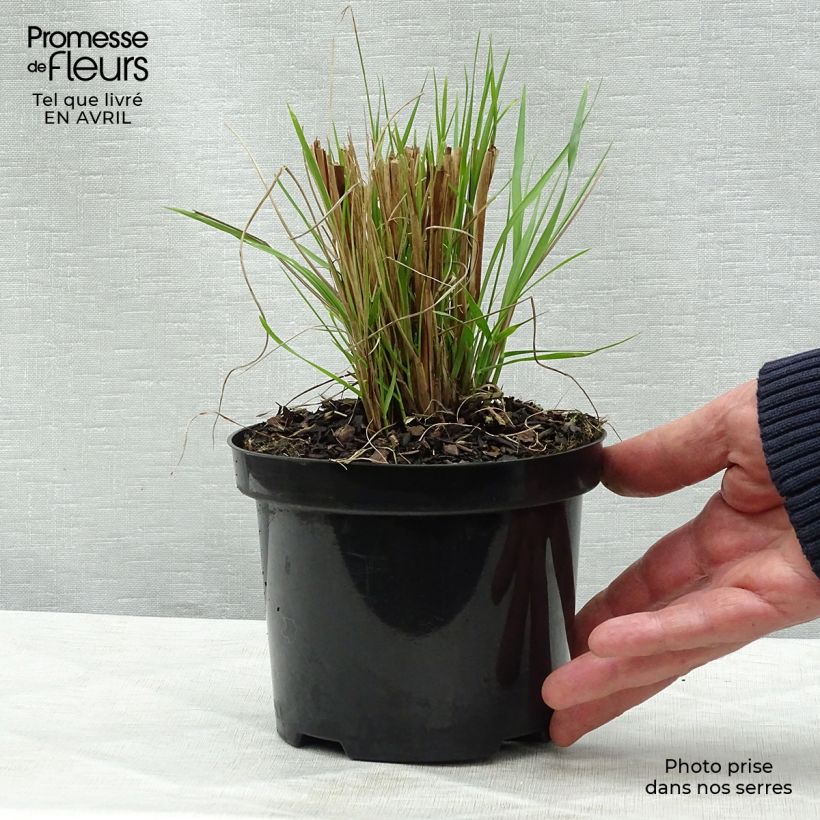 Pennisetum alopecuroïdes Hameln Maceta 1L/1,5L Ejemplar entregado en la primavera