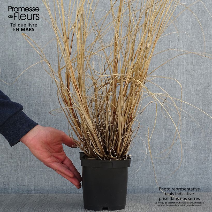 Pennisetum alopecuroïdes Herbstzauber Maceta 2L/3L Ejemplar entregado en invierno