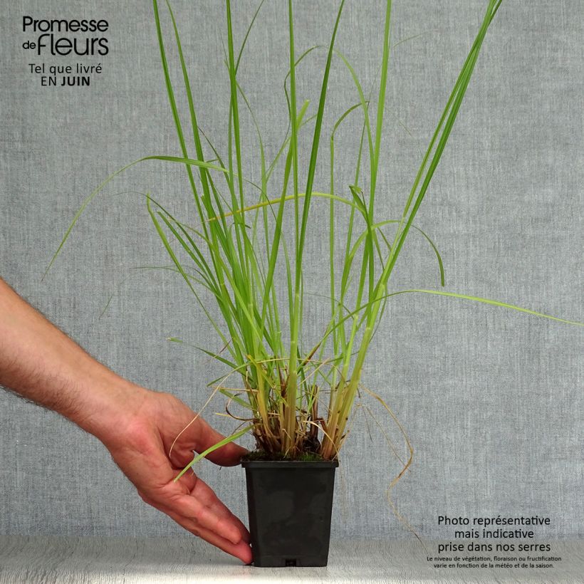 Ejemplar de Pennisetum alopecuroïdes Japonicum Maceta de 8/9 cm entregado en verano