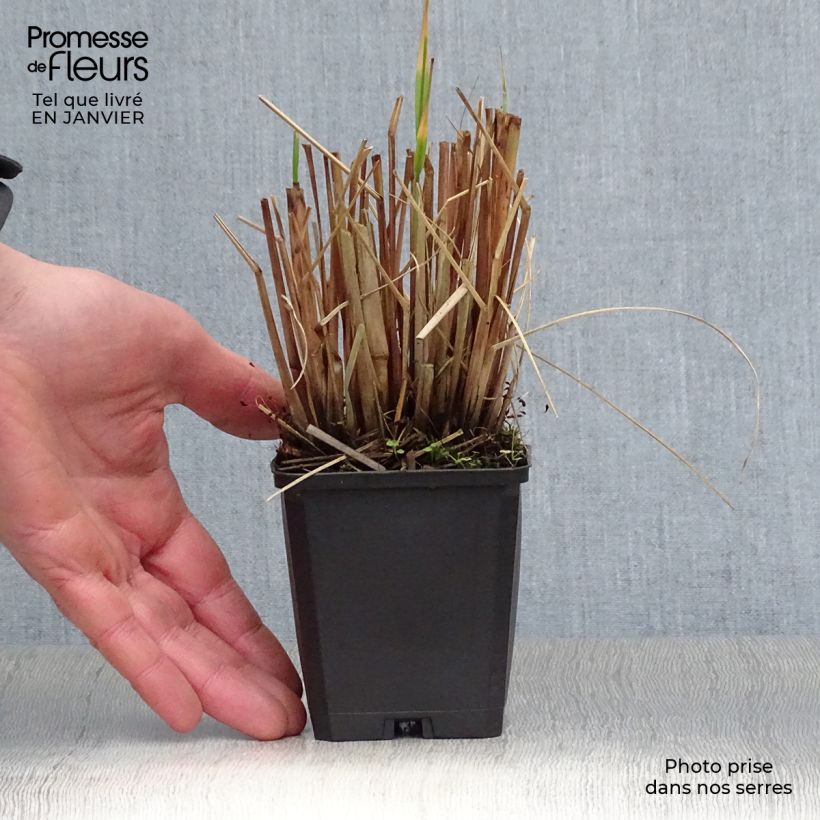 Pennisetum alopecuroïdes Japonicum Maceta de 8/9 cm Ejemplar entregado en invierno