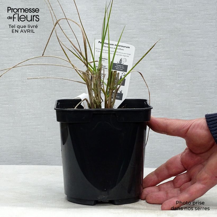 Pennisetum alopecuroïdes Japonicum Maceta 2L/3L Ejemplar entregado en la primavera