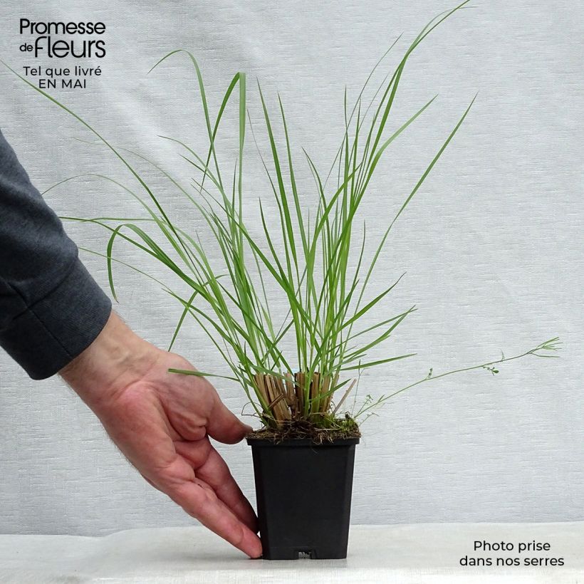 Pennisetum alopecuroïdes Japonicum Maceta de 8/9 cm Ejemplar entregado en la primavera