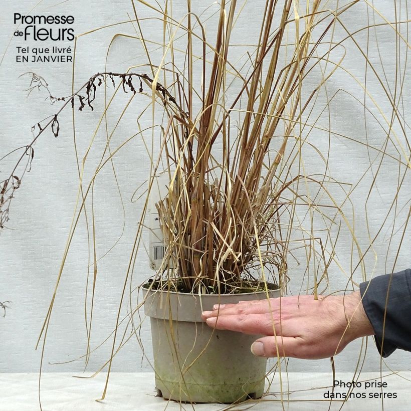 Pennisetum alopecuroïdes Japonicum Maceta 2L/3L Ejemplar entregado en invierno