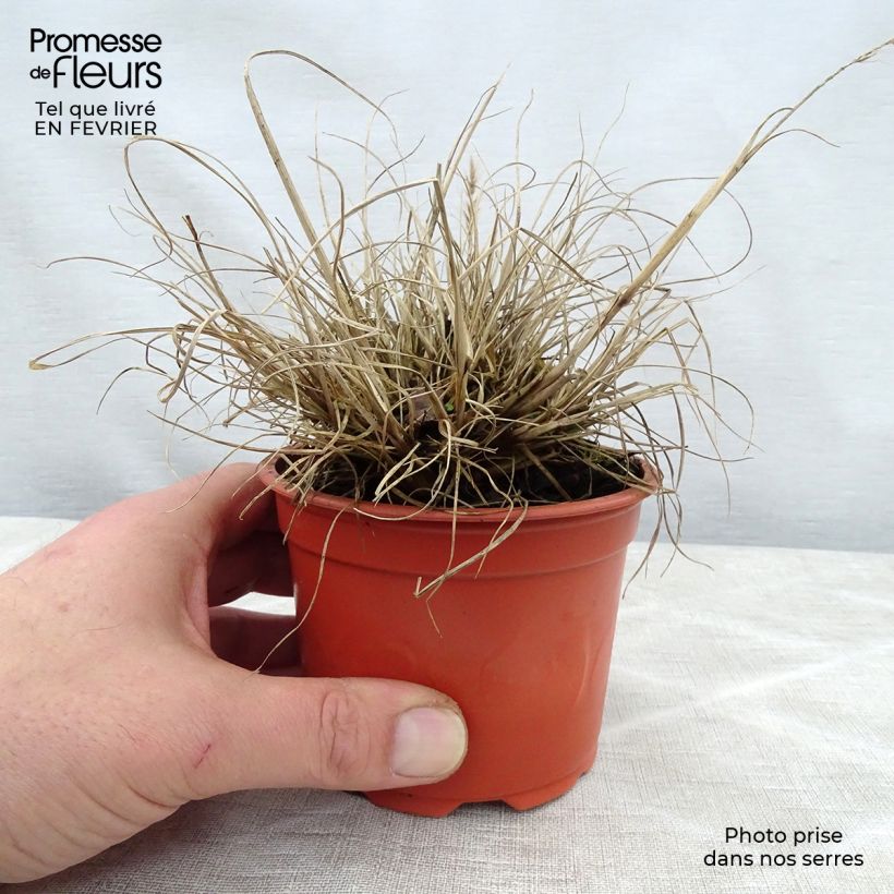 Pennisetum alopecuroïdes Little Bunny Maceta de 8/9 cm Ejemplar entregado en invierno
