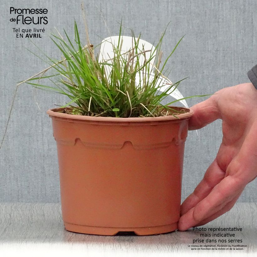 Pennisetum alopecuroïdes Little Bunny Maceta 2L/3L Ejemplar entregado en la primavera