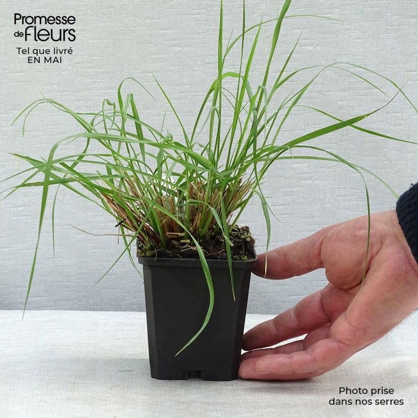 Pennisetum alopecuroïdes Magic Maceta de 8/9 cm Ejemplar entregado en la primavera