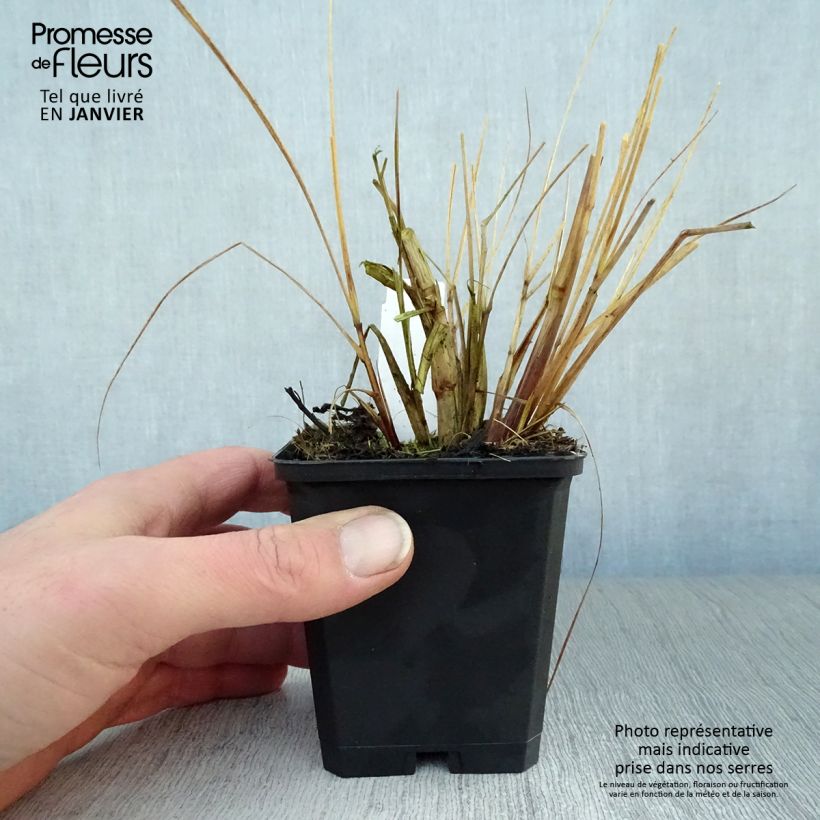 Pennisetum alopecuroïdes Magic Maceta de 8/9 cm Ejemplar entregado en invierno