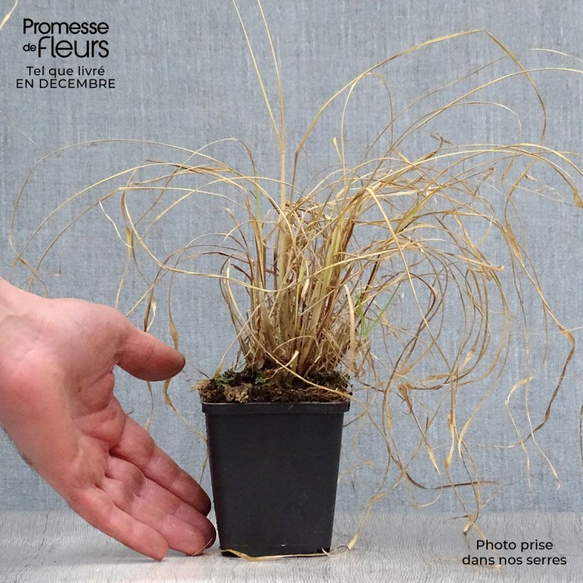Pennisetum alopecuroïdes Moudry Maceta de 8/9 cm Ejemplar entregado en invierno