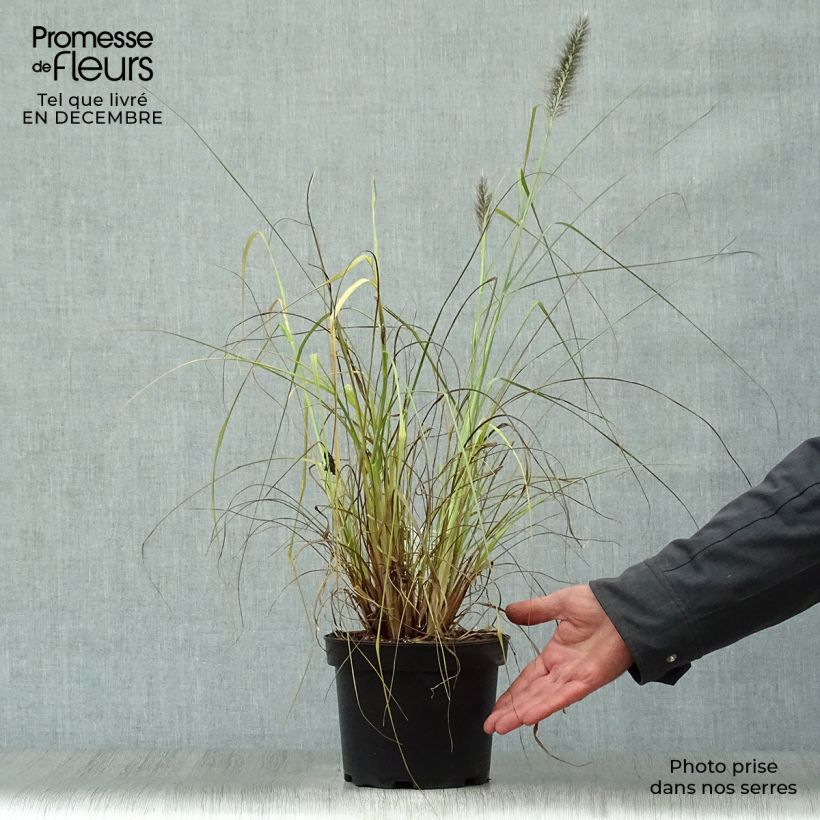 Pennisetum alopecuroïdes Moudry Maceta 2L/3L Ejemplar entregado en invierno