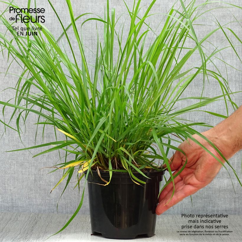 Ejemplar de Pennisetum alopecuroïdes Moudry Maceta 2L/3L entregado en verano