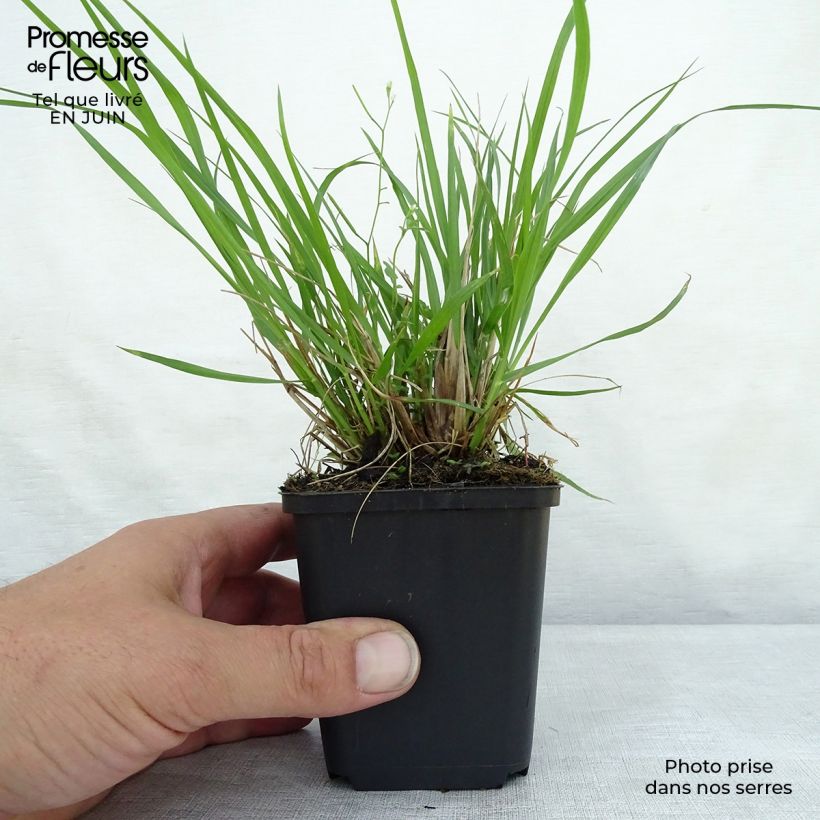 Ejemplar de Pennisetum alopecuroïdes Moudry Maceta de 8/9 cm entregado en verano