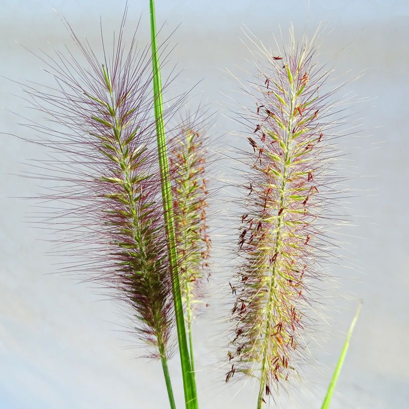 Pennisetum alopecuroïdes National Arboretum (Floración)