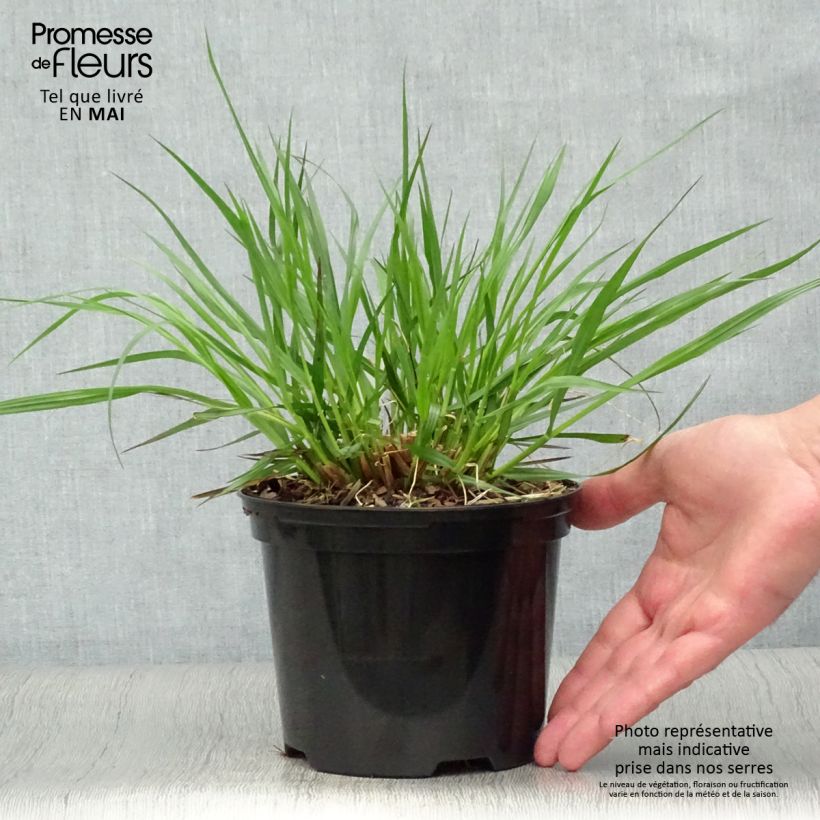 Pennisetum alopecuroïdes f. viridescens Maceta 2L/3L Ejemplar entregado en la primavera
