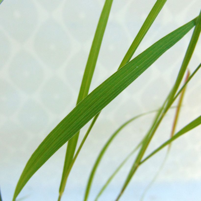 Pennisetum incomptum (Follaje)
