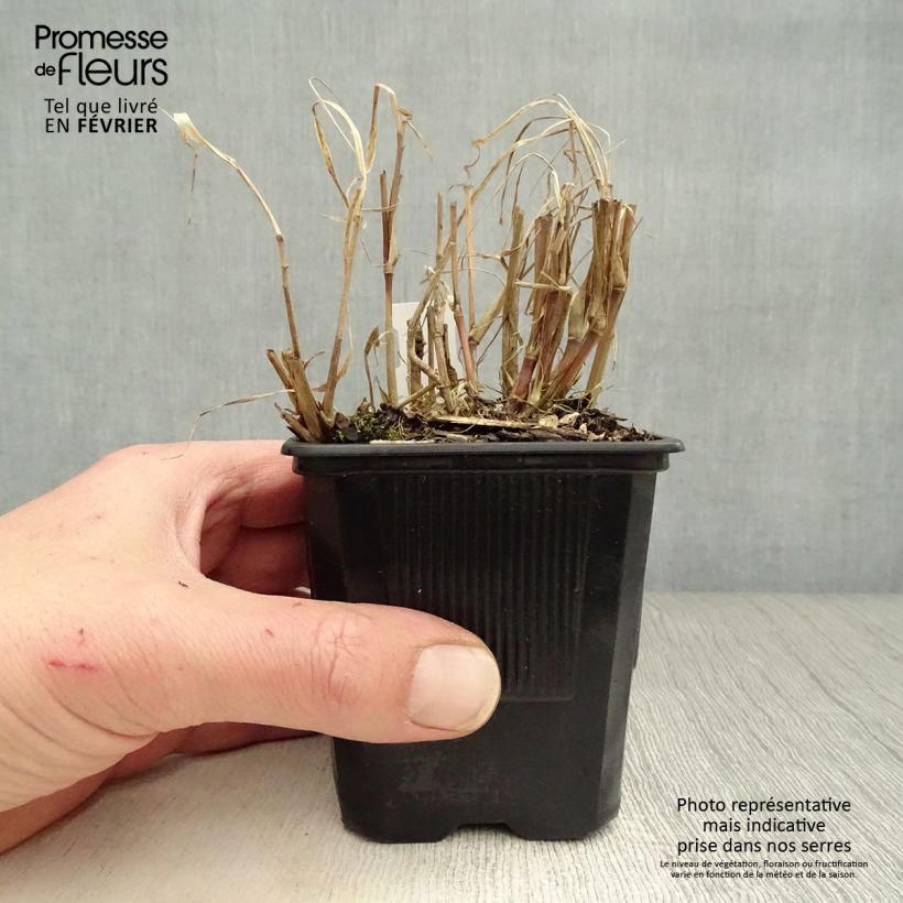 Pennisetum incomptum Maceta de 8/9 cm Ejemplar entregado en invierno