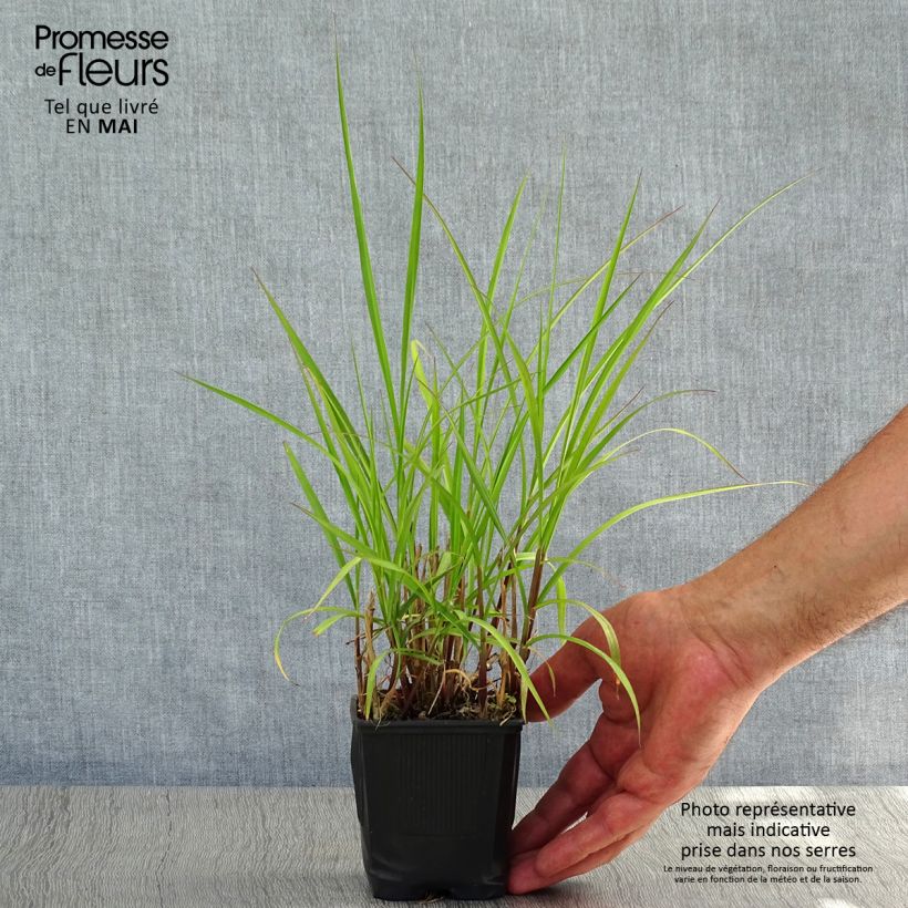 Pennisetum incomptum Maceta de 8/9 cm Ejemplar entregado en la primavera