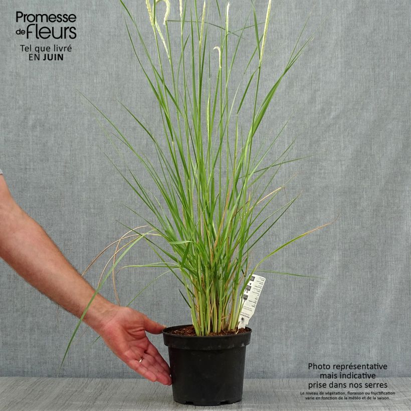 Ejemplar de Pennisetum macrourum Maceta 2L/3L entregado en verano