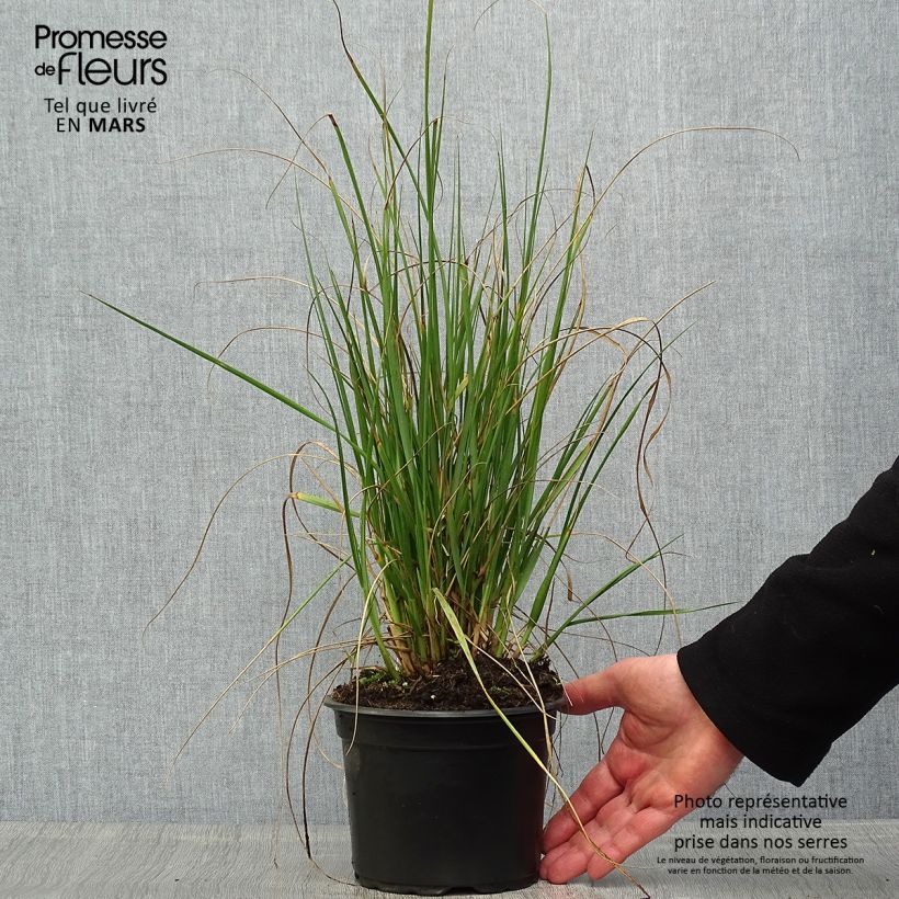 Pennisetum macrourum Maceta 2L/3L Ejemplar entregado en la primavera
