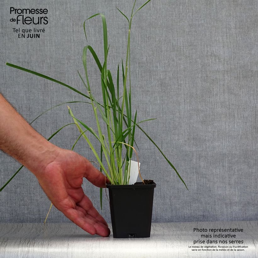Ejemplar de Pennisetum macrourum Maceta de 8/9 cm entregado en verano
