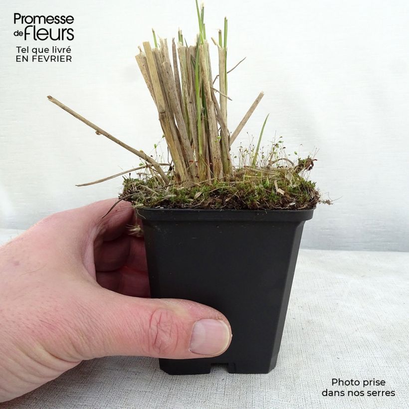 Pennisetum macrourum Maceta de 8/9 cm Ejemplar entregado en invierno
