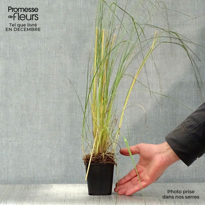 Pennisetum massaicum Red Bunny Tail Maceta de 8/9 cm Ejemplar entregado en invierno