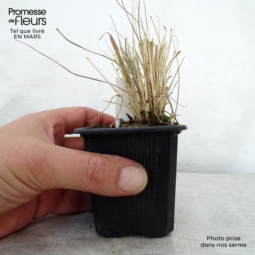 Pennisetum massaicum Red Button Maceta de 8/9 cm Ejemplar entregado en la primavera