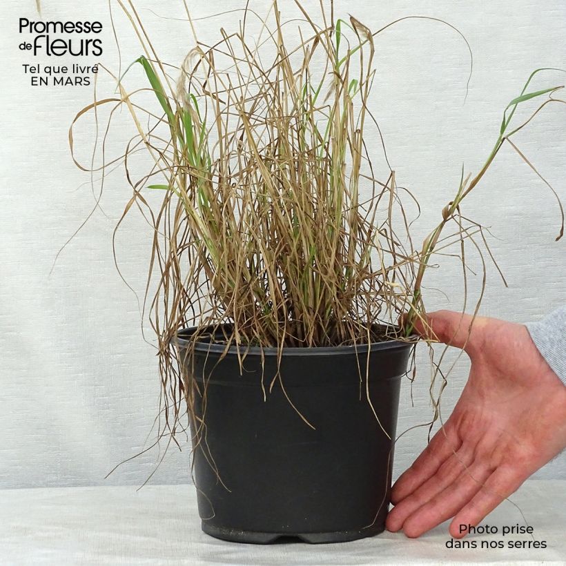 Pennisetum orientale Maceta 2L/3L Ejemplar entregado en la primavera