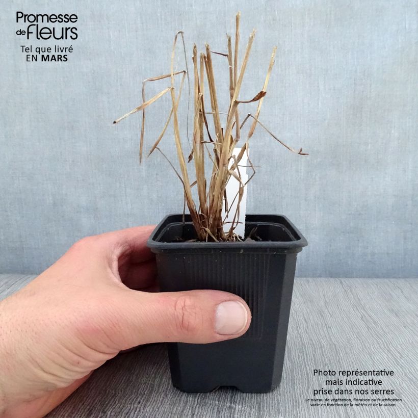 Pennisetum orientale JS Dance With Me Maceta de 8/9 cm Ejemplar entregado en la primavera