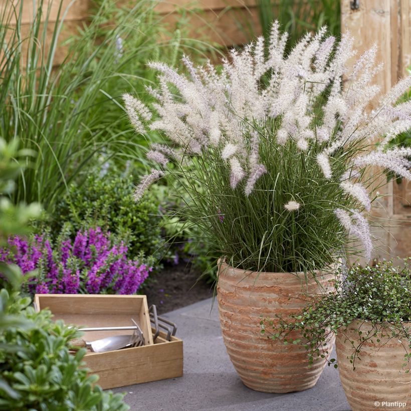 Pennisetum orientale JS Dance With Me (Porte)