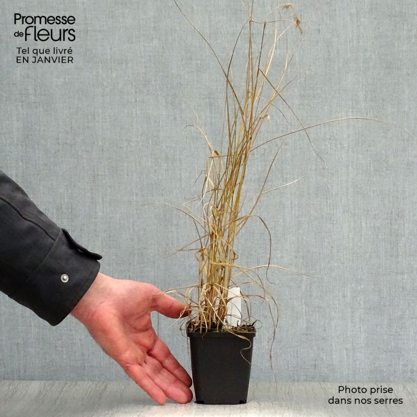 Pennisetum orientale Karley Rose Maceta de 8/9 cm Ejemplar entregado en invierno