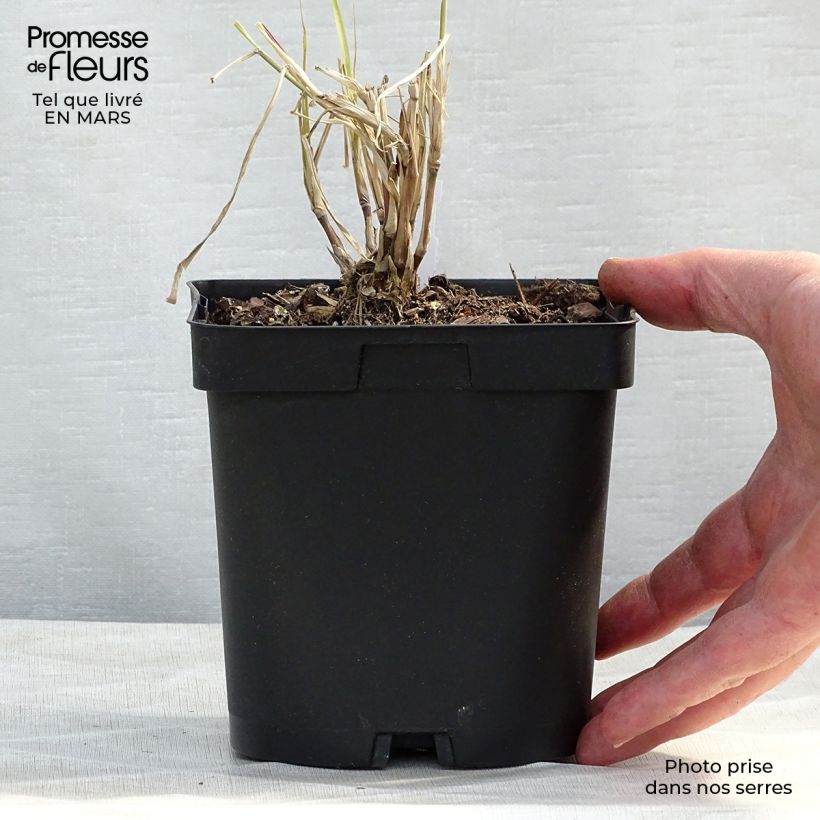 Pennisetum orientale Karley Rose Maceta 2L/3L Ejemplar entregado en invierno
