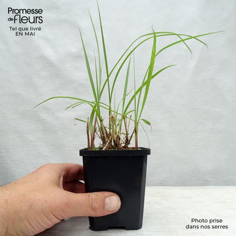 Pennisetum orientale Karley Rose Maceta de 8/9 cm Ejemplar entregado en la primavera