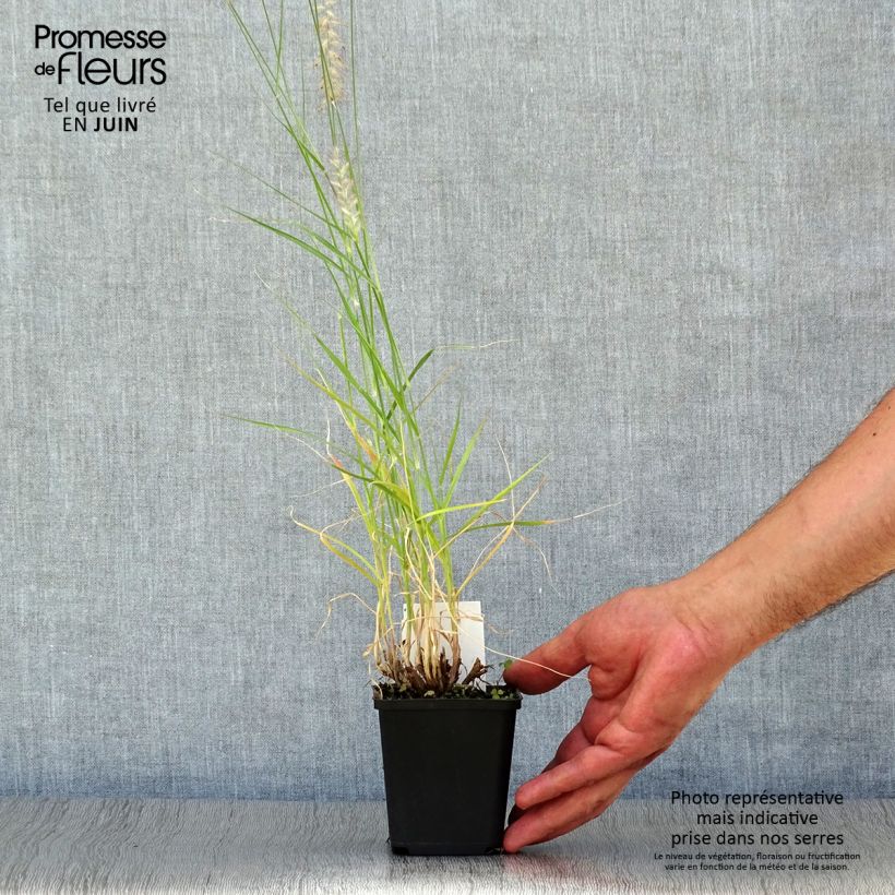 Ejemplar de Pennisetum orientale Tall Tails Maceta de 8/9 cm entregado en verano
