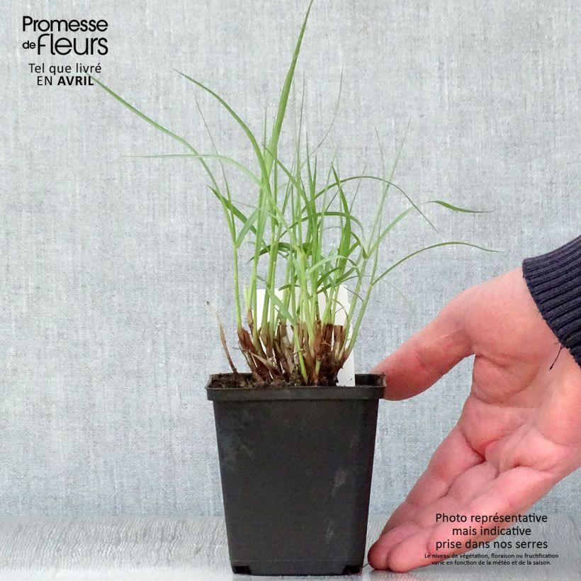 Pennisetum orientale Tall Tails Maceta de 8/9 cm Ejemplar entregado en la primavera
