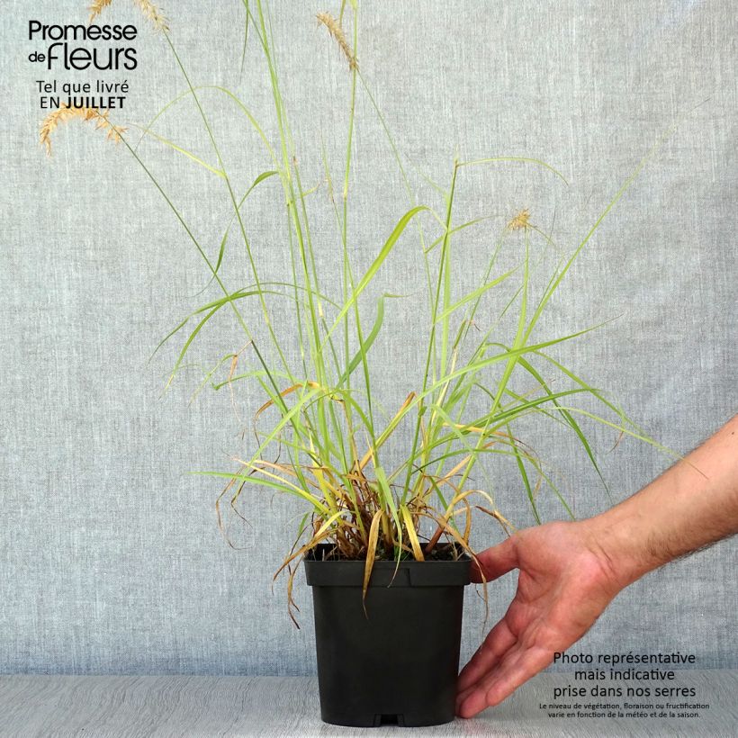 Ejemplar de Pennisetum orientale Tall Tails Maceta 2L/3L entregado en verano