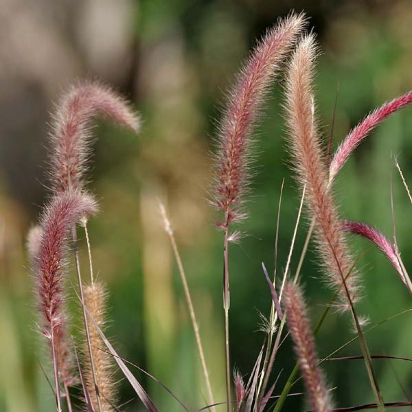 Pennisetum setaceum - Rabo de gato (Floración)