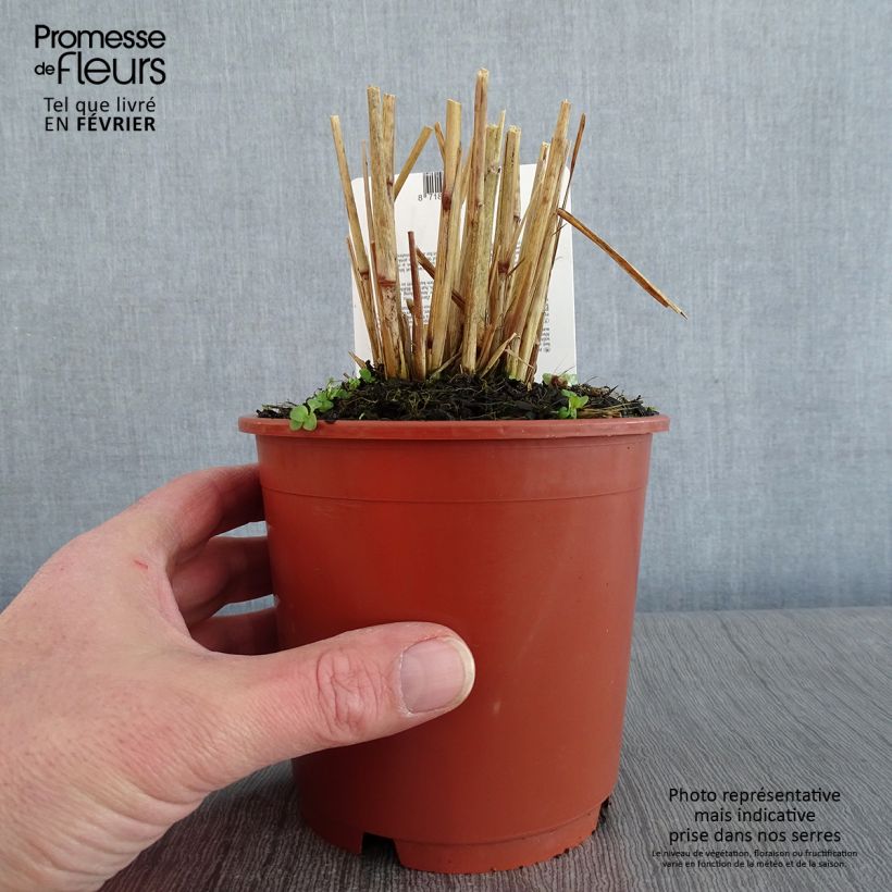 Pennisetum advena Skyrocket Maceta 1L/1,5L Ejemplar entregado en invierno