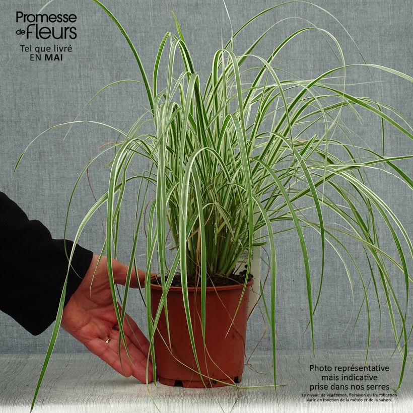 Pennisetum advena Skyrocket Maceta 1L/1,5L Ejemplar entregado en la primavera